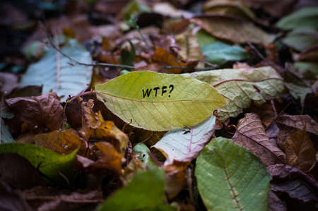 The inscription wtf on yellow autumn leaf and a sad face. Fallen leaves scattered on a wooden lacquered Board. The concept of autumnの写真素材