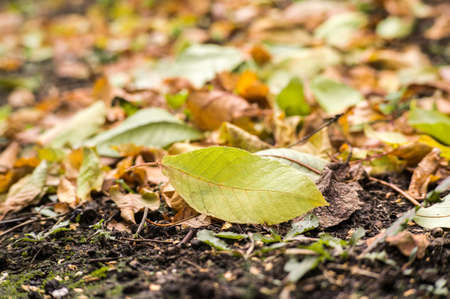 Autumn leaves on a meadow. Fallen leaves in the grass.の写真素材