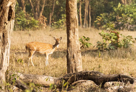 Deer in the woods. Safari in rajaji national Park. autumn landscape. female deer in the forestの写真素材