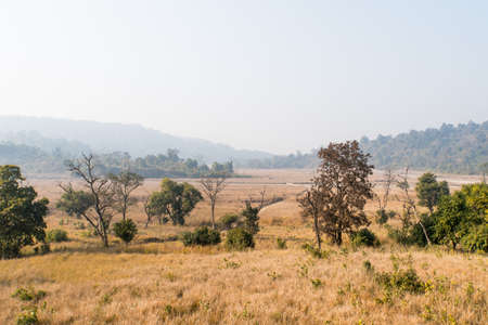 Rajaji national Park, near the town of Haridwar. India.の写真素材