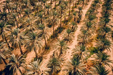 Plantation of date palms top view, aerial view.. Date palms have an important place in advanced desert agriculture in the Middle East. Background of exotic plants. Date productionの写真素材