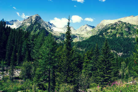 Beautiful alpine landscape with green meadows, alpine and mountain peaksの写真素材