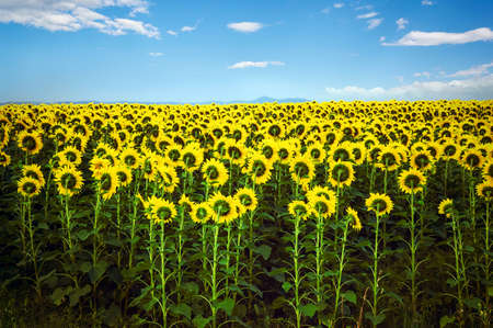 Beautiful field with yellow sunflowers on a background of mountains with blue sky. Agriculture in the countryside. a bright Sunny dayの写真素材