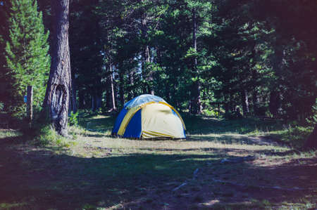 Various tourist tents placed outdoors in the woods. Camping tourists on the background of pine trees in the forest. Tourist romance. Altai mountains Russia Concept Travelの写真素材