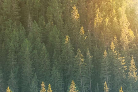 Background of green trees, slope of a mountain with fir trees in the sunlight.の写真素材