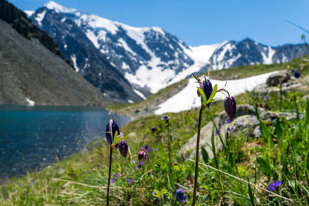 Small mountain lake with blooming flowers on foreground. Beautiful summer landscape of the Altai mountains and lakes with blooming flowersの写真素材