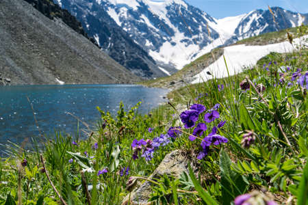 Siberia. Altai. View on green valley. Green mountains, blue sky, purple and blue flowers, calm small river.の写真素材