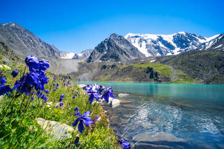 Beautiful blue flowers on the background of a mountain lake and snowy peaks in the high mountains of Altai. Wildlife of Siberia in Russia. Beautiful landscape for background.の写真素材