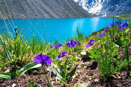 Beautiful purple and blue flowers on the background of a mountain lake and snowy peaks in the high mountains of Altai. Wildlife of Siberia in Russia. Beautiful landscape for background.の写真素材