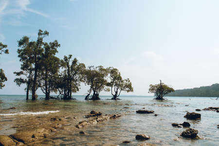 Mangrove trees on the white sand beach. Andaman and Nicobar islands. long islandの写真素材