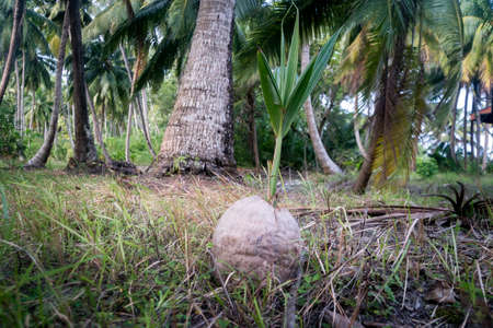 Coconut seedlings. sprouted coconut in a palm groveの写真素材