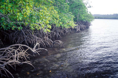 Beautiful mangroves Mayaro Trinidad. Mangrove roots with water. impenetrable jungleの写真素材