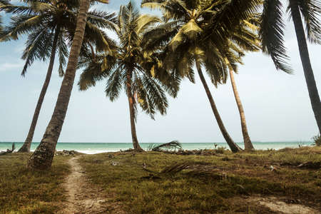 Way to the sea. tall palm trees on the island against the beach. path through the palm groveの写真素材