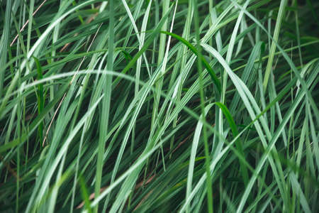 water drops on grass in nature. macro. Tall stems of green grass. Green texture.