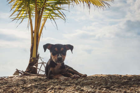 dog and relaxing under the palm at the beach , enjoying the summer vacation holidays. Neil Island, Andaman and Nicobar, India. nice, sweet, pretty, lovely, goodの写真素材