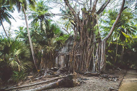 Trees growing on an abandoned house. Traces of ancient civilization. Nature destroys the traces of...