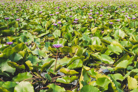 Beautiful purple flowers of Water Lily or Lotus and leaves on water surface among water lily fieldの写真素材