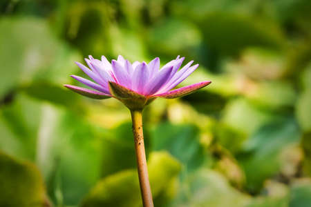 purple waterlily flower blooming in the pond, has yellow pollens, purple petals, around by waterlily leaves in sunlight. Decorationの写真素材
