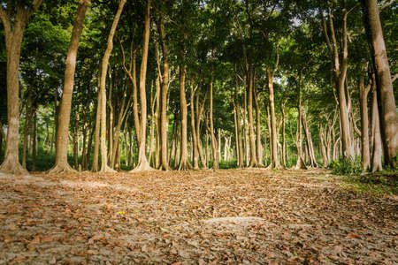 beautiful green forest. tall tree trunks with a lush crown. trail on the background of coniferous...