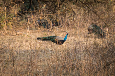 Beautiful peacock resting in dry high grass. India. The Rajaji national Parkの写真素材