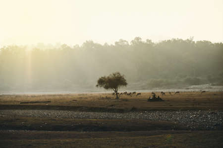 a herd of deer grazing among the trees in the beautiful rajaji India national Park. Feeder of meal for deers in czech forest. sun's rays breaking through the trees. Beautiful wildlife landscape.の写真素材