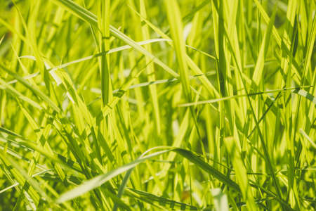green colorful grass. Abstract background. grass stems in yellow sunlight. a thick clump of grassの写真素材