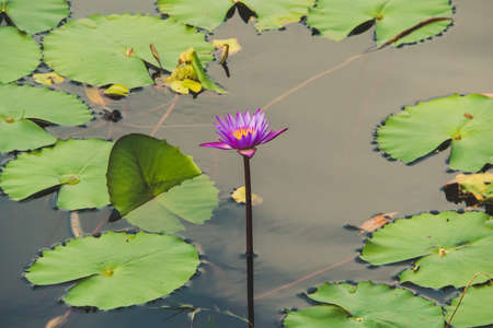 Beautiful purple lotus on a black background. beautiful purple flower swamp Lilyの写真素材