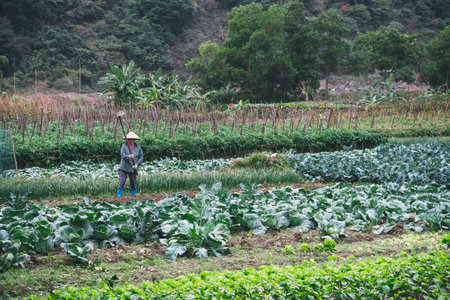 A woman works on a plant plantation. Heavy manual processing of the earth. 10 January 2019. Vietnam. Cat Ba island.のeditorial素材
