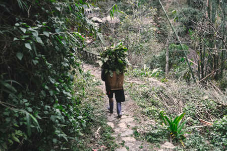 Hmong women is carrying blanket on the way home at SAPA, Northern Vietnam. North Vietnamese woman carries a basket with leaves behind.の写真素材