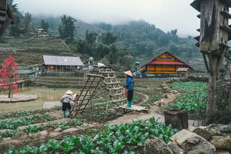 two women are working in the garden in CatCat village, Vietnam. Rural life of the Vietnamese hinterland. Hard agricultural work.の写真素材