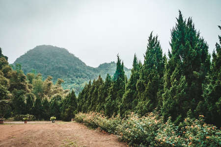 Forested mountain slope in low lying cloud with the evergreen conifers shrouded in mist in a scenic landscape view.の写真素材