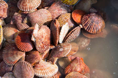 lots of scallop sea shells piled together background.の写真素材