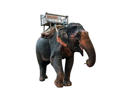 Elephant with howdah on the back Seat on Elephant back for Mahout or tourists isolated on white backgroundの写真素材