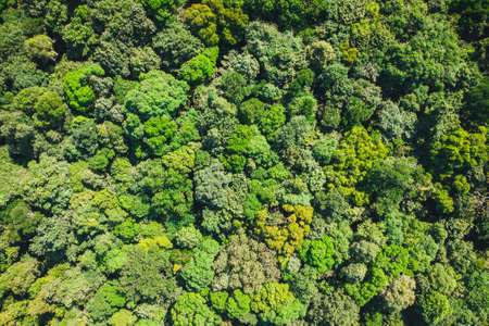 Aerial top view forest, Texture of forest view from above. background is green from jungle or rainforest.の写真素材