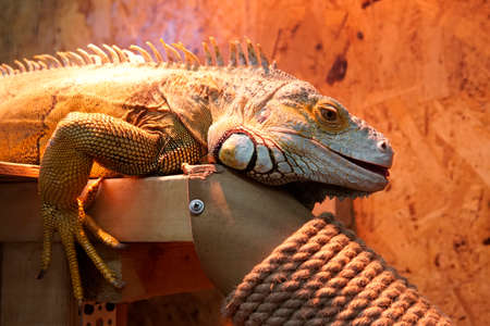 A large iguana with yellow green scales rests in a cage.