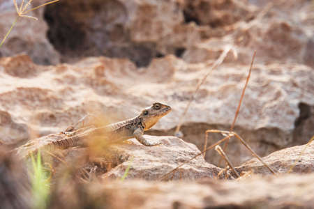 Lizard sitting on a rock, looking out from behind a Bush, basking in the bright sun.