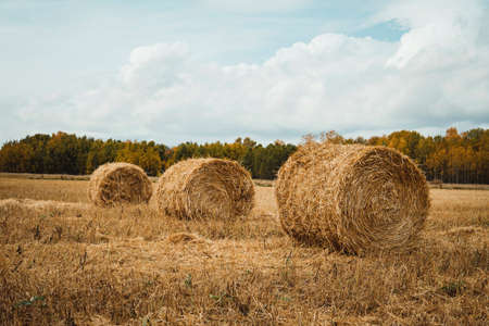 Three haystacks on wheat crop field against dramatic cloudy blue sky. Wheat yellow golden harvest in summer. Countryside natural landscape. Grain crop, harvestingの写真素材