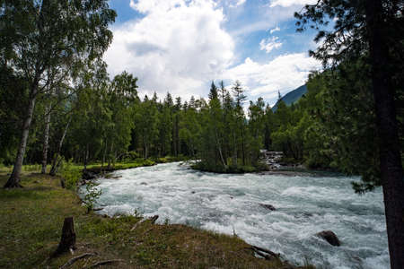 Fast water stream in mountain river with coniferous forest, Altai republic, Siberia, Russia....