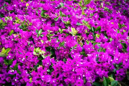 Shallow depth of flower bed photo, blossoms in focus, purple and lilac flowerbed. An abstract flowery spring and summer background. Close up of bright beautifully blooming mauve flowers.の写真素材