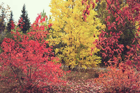 Autumn palette. National Arboretum in the Fall, colorful autumn. Indian summer. mellow autumn. golden fall.の写真素材