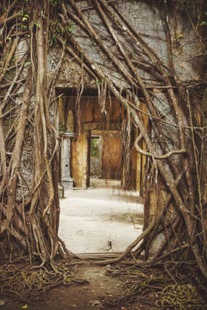 Ruin of abandoned building covered with roots on Ross Island. Andaman Islands, India. Abandoned ruins in the jungleの写真素材