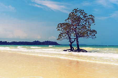 Beautiful mangrove tree with a magnificent crownの写真素材