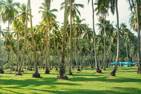 high lush palm tree, many trees, on a green hill field,の写真素材