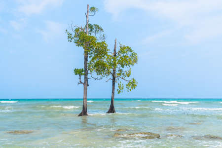 Mangrove Tree Beachの写真素材