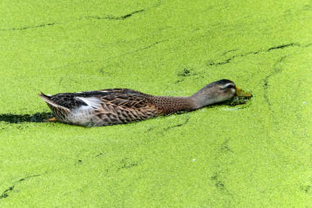 hen wood duck swimming in a marsh, through duck weed.