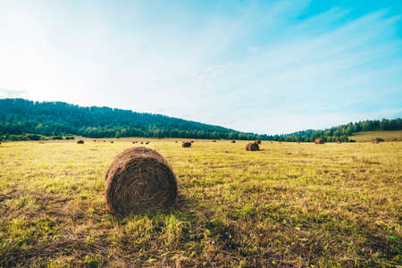 Beautiful countryside landscape. Round straw bales in harvested fields and blue sky with clouds. harvesting in the field in the mountainsの写真素材