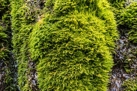 texture mossy bark on rain forest tree background. Green vegetation on wet stoneの写真素材