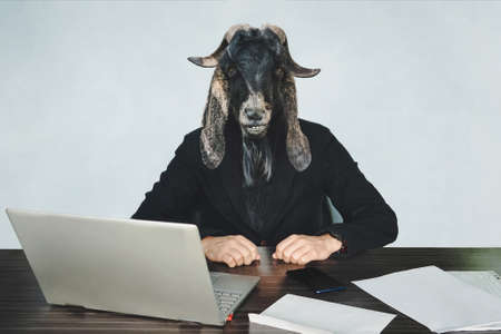 male businessperson or worker coder with head of a black goat on a blue background in the office at Desk. A malicious employee. The concept of aggressive government or officialdom. An evil official.の写真素材