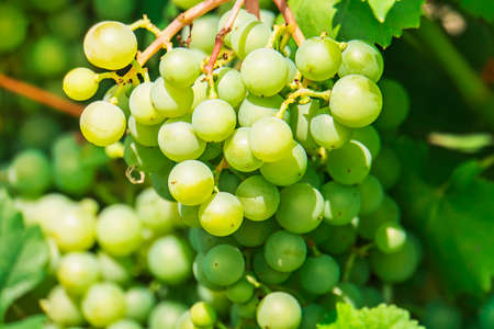 a bunch of grapes grows in the garden. Green grape berries in the daytime sunlight. vintage in the country.の写真素材