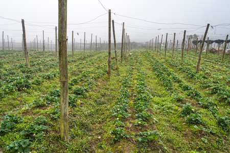 Field of strawberries in the spring. Strawberry growing outdoors. Large strawberry plantation in the countryside. Growing berries in the highlands.の写真素材